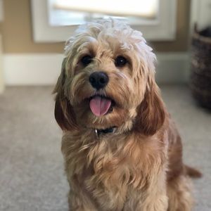 Meet your Posher, Elizabeth